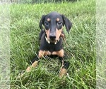 Small Doberman Pinscher