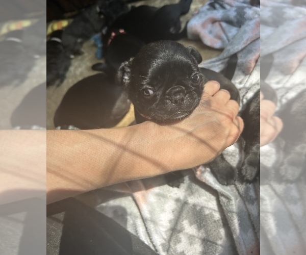 Medium Photo #7 Frenchie Pug Puppy For Sale in BLOOMINGTON, IL, USA