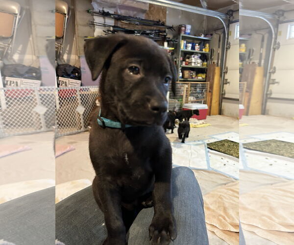 Medium Photo #4 Mutt Puppy For Sale in St. Louis Park, MN, USA