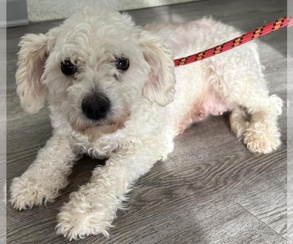 Medium Photo #4 Goldendoodle (Miniature) Puppy For Sale in Westminster, MD, USA