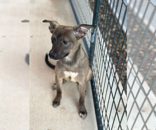 Medium Photo #3 Mutt Puppy For Sale in Oak Bluffs, MA, USA