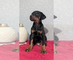 Small #8 Doberman Pinscher