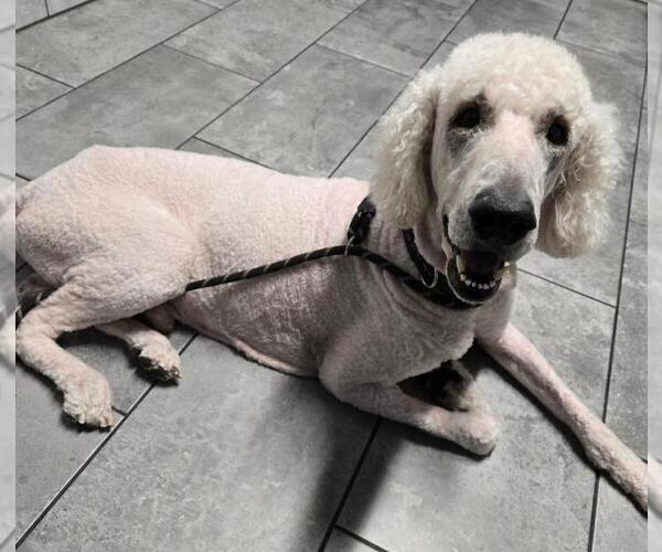 Medium Photo #3 Poodle (Standard) Puppy For Sale in San Antonio, TX, USA