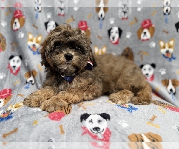 Medium Photo #4 Shih-Poo Puppy For Sale in LAKELAND, FL, USA