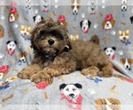 Small #3 Shih-Poo