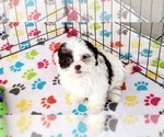 Small #12 ShihPoo