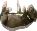 Small #2 Great Dane