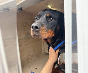 Rottweiler Dogs for adoption in Oklahoma City, OK, USA