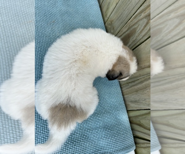 Medium Photo #28 Great Pyrenees Puppy For Sale in JERSEYVILLE, IL, USA