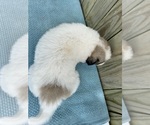 Small Photo #28 Great Pyrenees Puppy For Sale in JERSEYVILLE, IL, USA
