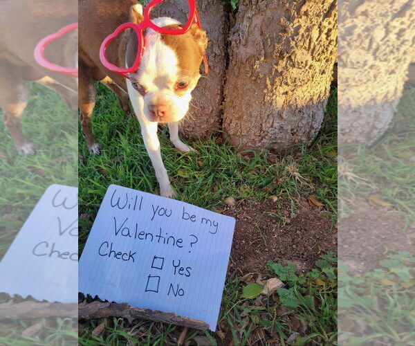 Medium Photo #4 Boston Terrier Puppy For Sale in Little Elm, TX, USA