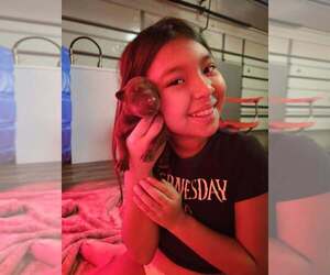 Medium Doberman Pinscher