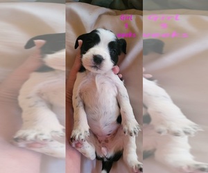 English Springer Spaniel Puppy for Sale in MARLOW, Oklahoma USA
