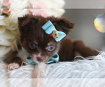 Small #2 Chihuahua