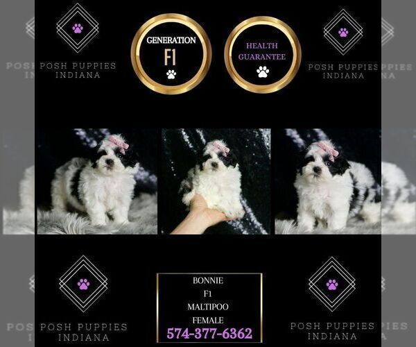 Medium Photo #7 Maltipoo Puppy For Sale in WARSAW, IN, USA