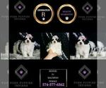 Small #6 Maltipoo