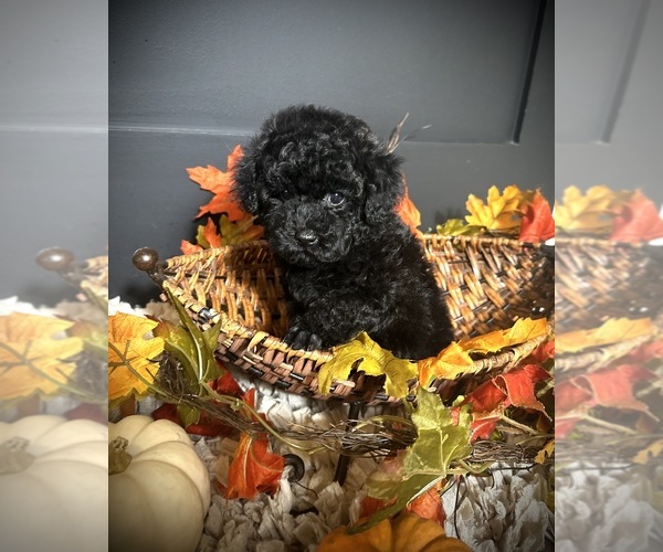 Medium Photo #9 Poodle (Toy) Puppy For Sale in CROSSVILLE, TN, USA