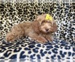 Small #8 ShihPoo