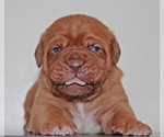 Small Photo #6 Dogue de Bordeaux Puppy For Sale in ANDOVER, CT, USA