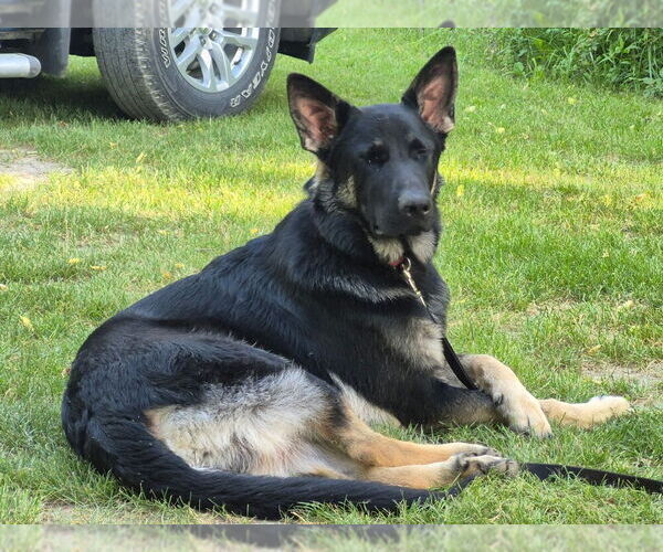 Medium Photo #8 German Shepherd Dog Puppy For Sale in FORT WAYNE, IN, USA