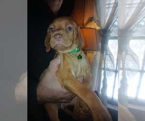 Vizsla Puppy for sale in CAMERON, NY, USA