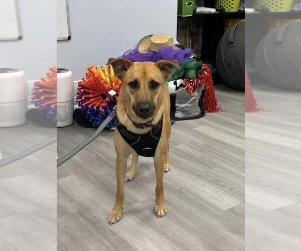 Medium Photo #2 Mutt Puppy For Sale in Naples, FL, USA