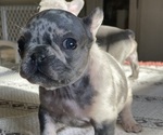 Small Photo #2 French Bulldog Puppy For Sale in SANTA ROSA, CA, USA
