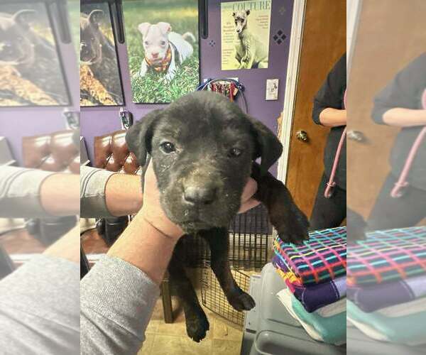 Medium Photo #3 Mutt Puppy For Sale in Evansville, IN, USA