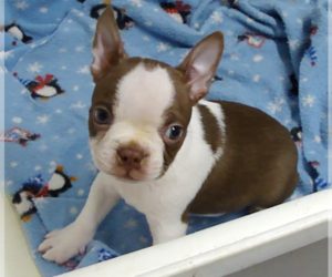 Boston Terrier Puppy for sale in BEND, OR, USA