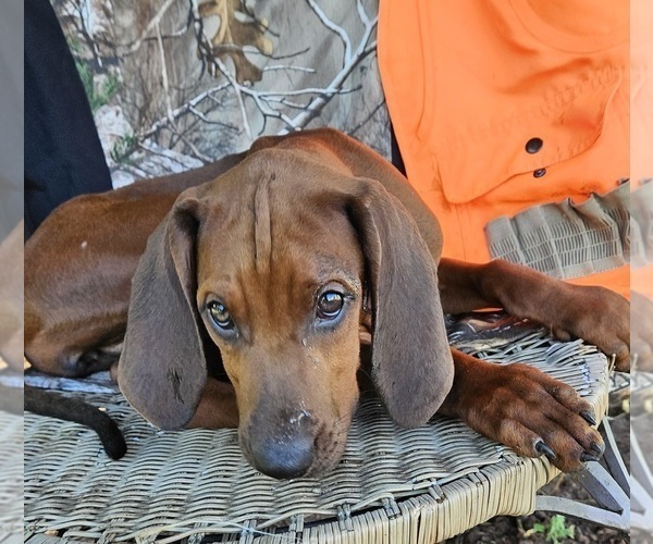 Medium Photo #3 Redbone Coonhound Puppy For Sale in DENVER, PA, USA