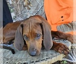 Small Photo #3 Redbone Coonhound Puppy For Sale in DENVER, PA, USA