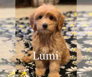 Goldendoodle (Miniature) Puppy for sale in WINTON, CA, USA