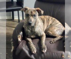 American Staffordshire Terrier-Unknown Mix Dogs for adoption in San Antonio, TX, USA