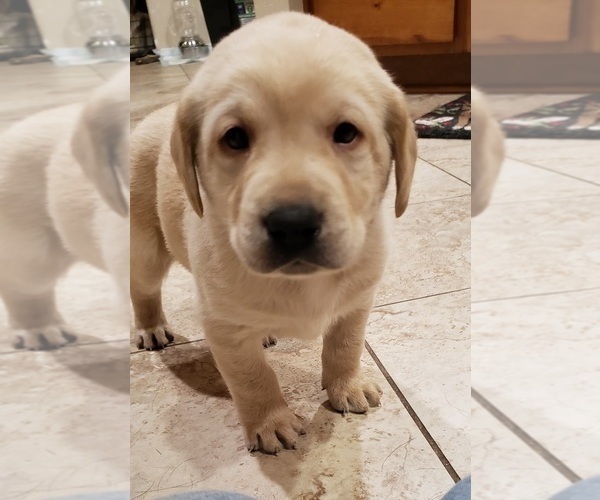 Medium Photo #17 Labrador Retriever Puppy For Sale in OLYMPIA, WA, USA