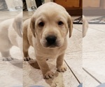 Small #15 Labrador Retriever