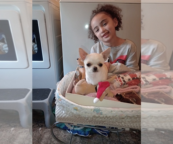Medium Photo #1 Chihuahua Puppy For Sale in DAYTON, OH, USA