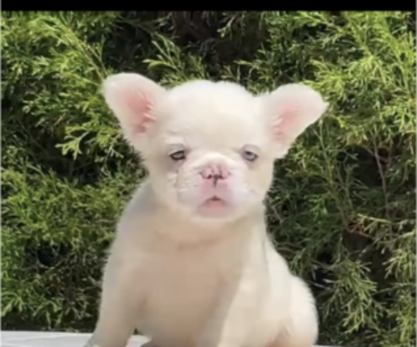 Medium Photo #8 French Bulldog Puppy For Sale in CHARLOTTESVILLE, VA, USA