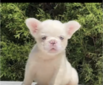 Small Photo #8 French Bulldog Puppy For Sale in CHARLOTTESVILLE, VA, USA