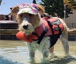Small Photo #1 Wire Fox Terrier Puppy For Sale in BURLESON, TX, USA