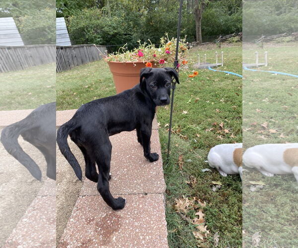 Medium Photo #4 Labrador Retriever-Unknown Mix Puppy For Sale in Hillsboro, MO, USA