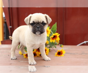 Mutt-Pug Mix Puppy for sale in SHILOH, OH, USA