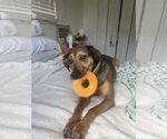 Small #1 Catahoula Leopard Dog