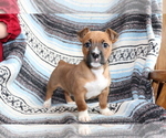 Small #1 Boxer-Jack Russell Terrier Mix