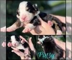 Puppy Patsy Cline Great Bernese