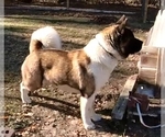 Small Photo #1 Akita Puppy For Sale in CARTHAGE, NC, USA