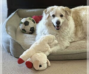 Australian Shepherd-Great Pyrenees Mix Dogs for adoption in Maryville, TN, USA