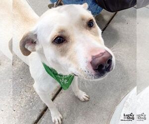 Labrador Retriever-Retriever  Mix Dogs for adoption in Washington, DC, USA