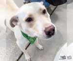 Small Labrador Retriever-Retriever  Mix
