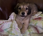 Small #3 Dachshund