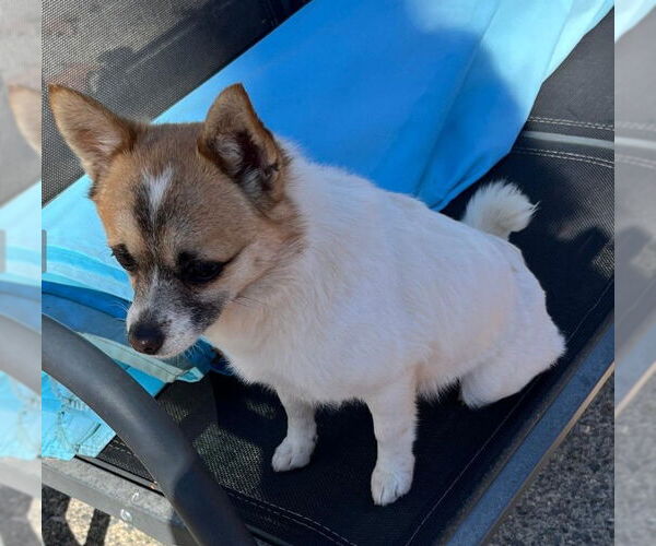 Medium Photo #5 Chiranian Puppy For Sale in Atlanta, GA, USA